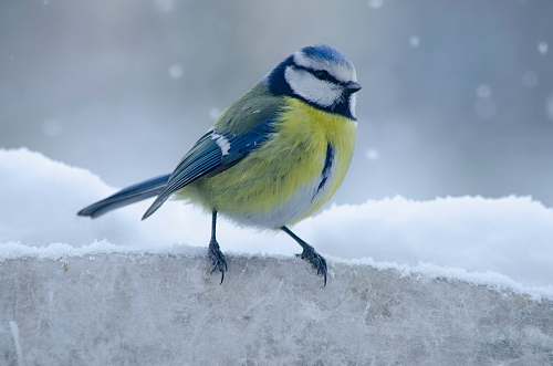 bird yellow and green bird jay