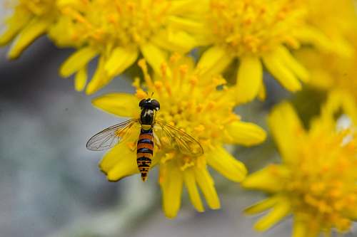 andrena yellow bee bee