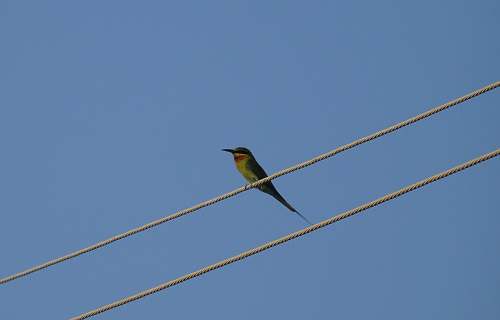 bird yellow bird on wire bee eater