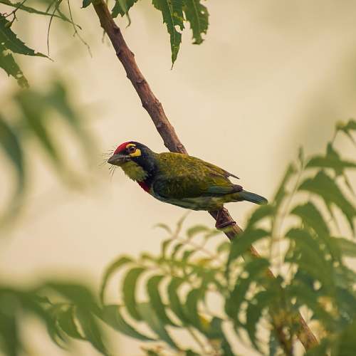 bird yellow bird perching on tree branch plant