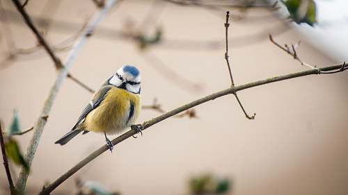 bird yellow, black, and blue bird perching on branch during daytime bluebird
