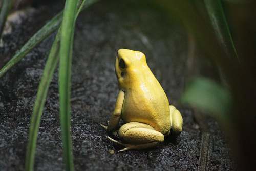 frog yellow frog amphibian