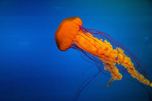 jellyfish yellow jelly fish ocean