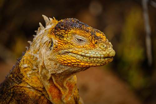 lizard yellow Komodo dragon reptile