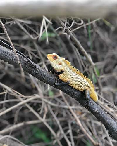 lizard yellow lizard reptile
