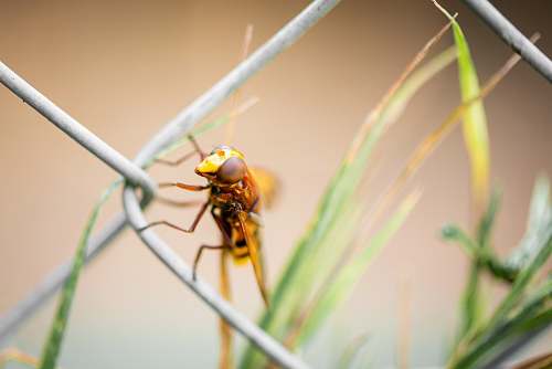 insect yellow winged insect andrena