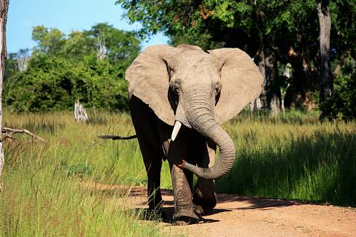 wildlife young elephant walking on rough pathway inline of grasses during daytime mammal