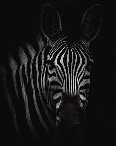 black-and-white zebra in close-up photography zebra