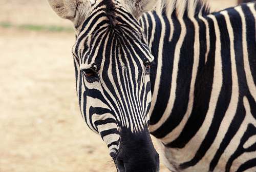mammal zebra zebra