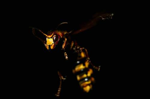insect bee in mid air wasp