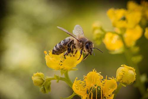 invertebrate bee over yellow flower honey bee