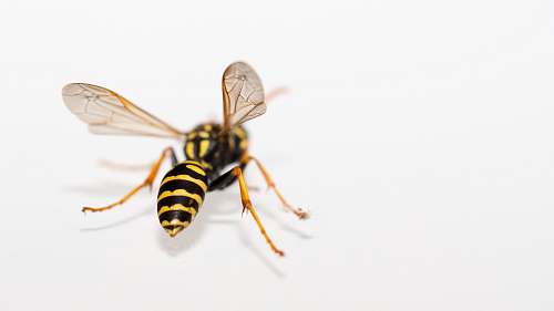 invertebrate yellow and black bee wasp