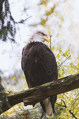 animal  eagle