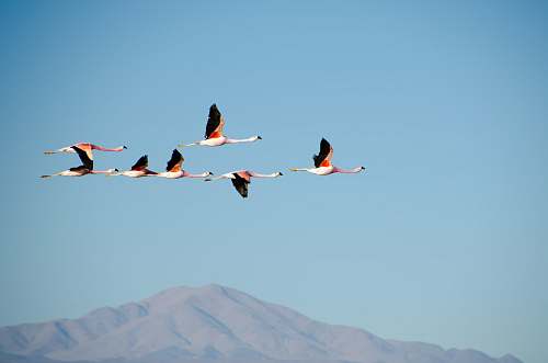 animal aerial photography of flock of white flying bird flamingo