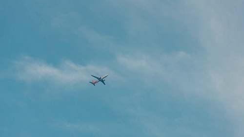 animal airplane under blue sky flying