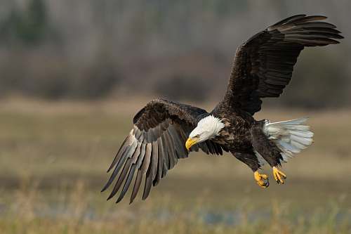 animal bald eagle above brown frield eagle
