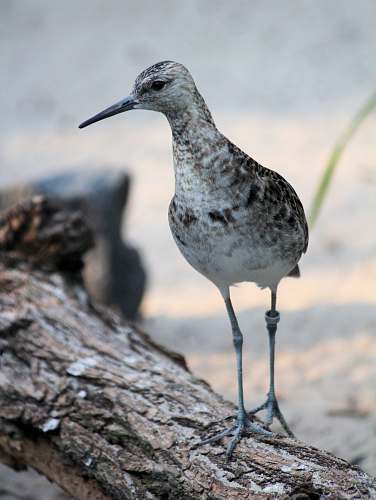 animal bird on truck in close up photography beak