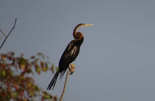 animal bird perched on branch anhinga