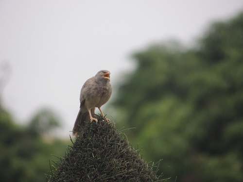 animal bird perched on brown surface anthus