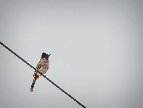 animal bird perched on cable grey