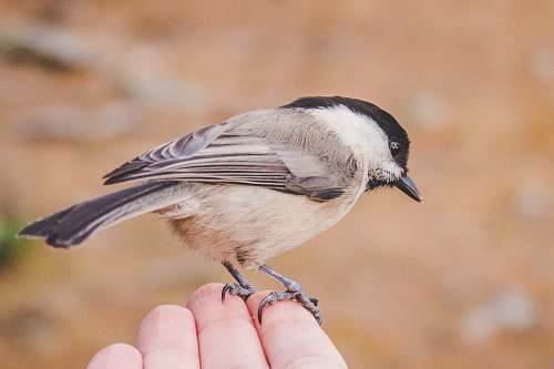 animal black and brown Carolina Chickadee on fingers jay