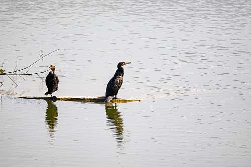 animal black and gray bird waterfowl