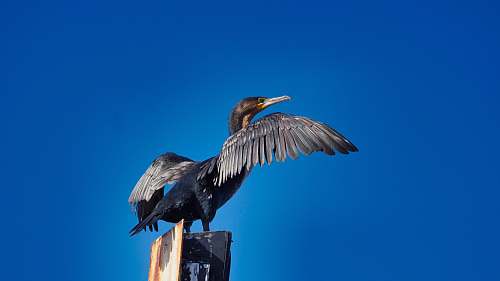 animal black and gray bird on gray post waterfowl