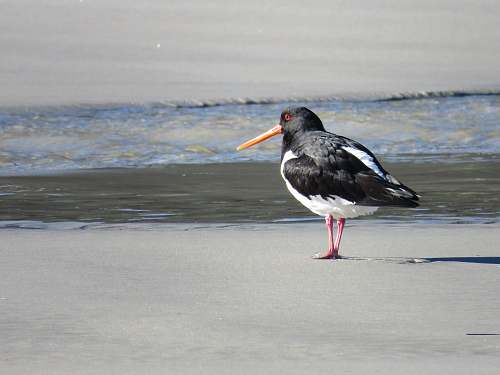 animal black and white bird beak