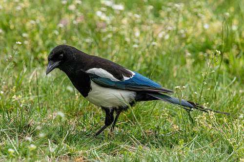animal black and white bird on grass field czech republic