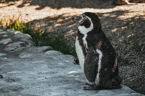 animal black and white penguin penguin