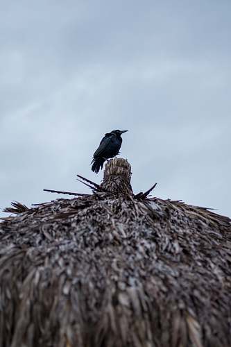 animal black crow on grey surface jalisco