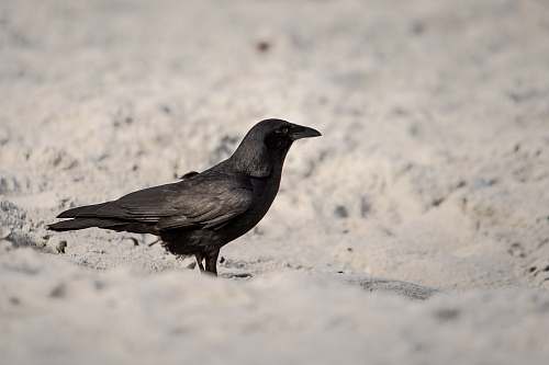 animal black crow on seashore crow