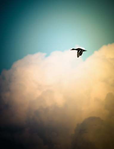 animal black duck flying over white sky during daytime flying