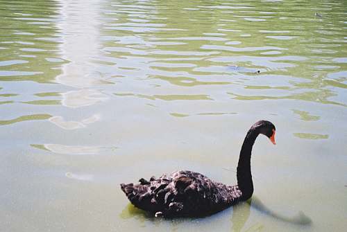 animal black swan in body of water waterfowl