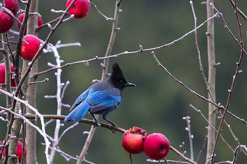 animal blue and black bird perching on branch jay