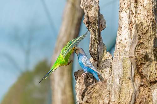 animal blue and green birds on tree bluebird