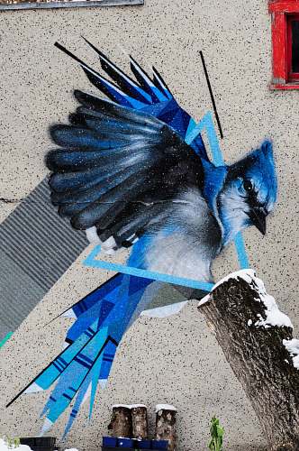 animal blue and white bird painting jay