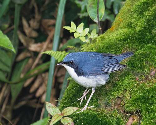 animal blue and white short-beaked bird jay