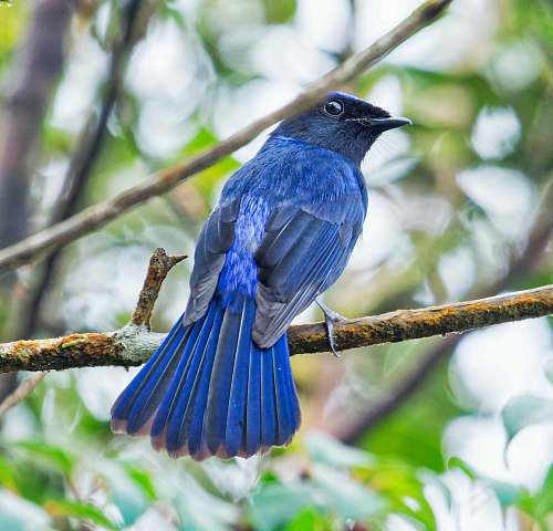 animal blue bird jay