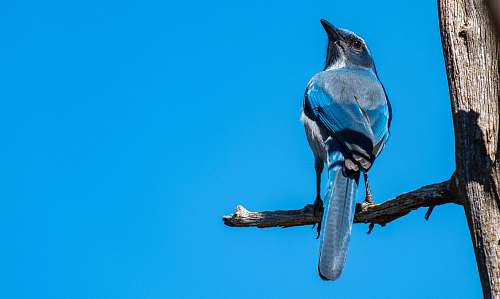 animal blue bird on focus photography jay