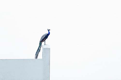 animal blue bird on wall wall