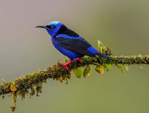 animal blue hummingbird on tree branch bluebird