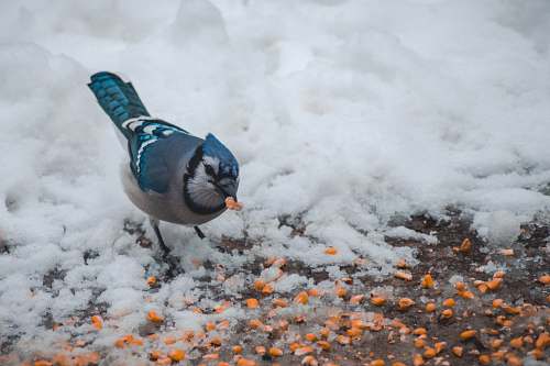 animal Blue jay bird feeding orange seeds jay