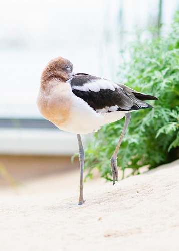 animal brown and black bird grey