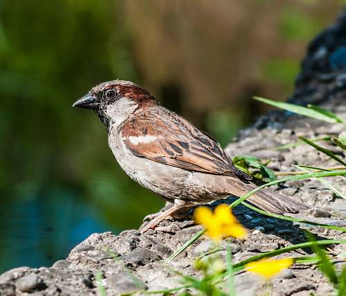 animal brown and gray bird sparrow