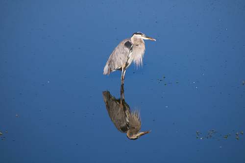 animal brown and gray heron heron