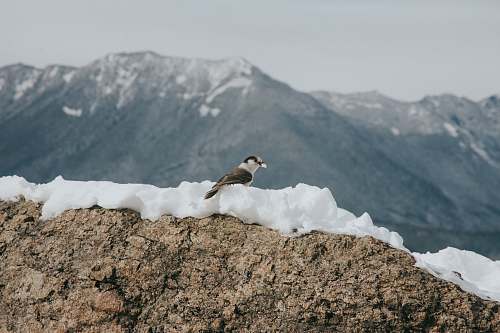 animal brown and white bird on snow mountain