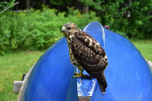 animal brown bald eagle buzzard
