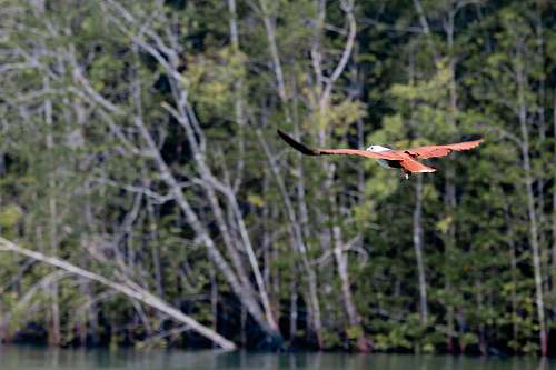 animal brown bird above calm body of water flying
