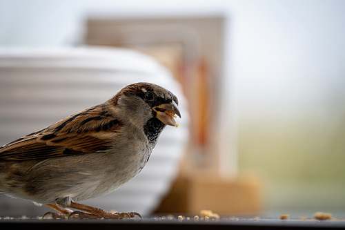 animal brown bird sparrow